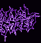 CRANIAL INCISORED